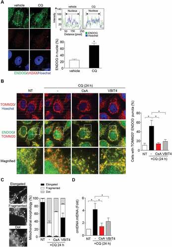 Figure 6. Chloroquine induces mtDNA release and ENDOG-free mitochondria puncta. (A) Nuclear localization of ENDOG by CQ treatment without DNA damage. Cells were fixed for ENDOG and γH2AX IF staining. Images were acquired using LSM700 confocal microscopy (Zeiss), scale bar: 20 μm. The nuclear localization of ENDOG was analyzed using ZEN software. The bar graphs show the percentage of cells with ENDOG positive in nuclei from three independent experiments (mean ± SEM, * P < 0.05). (B-D) CQ treatment increases mitochondrial puncta free of ENDOG and mtDNA release. Cell were treated with CQ for 20 h followed by CsA (10 μM) addition for another 4 h or with VBIT4 (10 μM) co-incubation for 24 h. (B) Cells were subjected to IF co-staining of ENDOG and TOMM20. Left shows the representative images with the magnified view in the white box of merged ENDOG/TOMM20 shown below. Right shows quantification of the percentage of cells with TOMM20 puncta lacking ENDOG. Data are presented as mean ± SEM from three independent experiments (* P < 0.05). (C) Representative images of different mitochondrial morphology (left) and the quantification of mitochondrial morphology (right). Data are presented as mean ± SEM from three independent experiments. (D) Quantification of cytosolic mtDNA (cmtDNA) levels. Data are presented as mean ± SEM from three independent experiments (* P < 0.05)