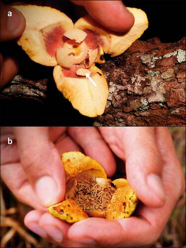 Figure 4. Some steps in the floral cycle of Annona crassiflora in a Cerrado area in the municipality of Chapada dos Guimarães, MT. (a) Interim in the floral cycle. Note that the stigmatic head is detached from the receptacle (arrow). Petals were spread open to show the flower chamber interior. (b) Flower found on the ground in the morning close to anthesis, showing the aspect of the flower during the male phase, with detached stamens filling the floral chamber.
