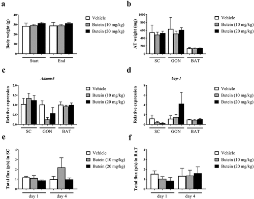 Figure 6. Effect of butein T on ADAMTS5 expression in the ThermoMouse. Body weight (a) and adipose tissue mass (b) (subcutaneous, SC; gonadal, GON; brown adipose tissue, BAT) are shown after 4 days treatment with butein (10 or 20 mg/kg) or vehicle. Expression of Adamts5 (c) and Ucp-1 (d) is shown in fat tissues isolated after 4 days. Data were obtained as cycle thresholds. For each animal and tissue, two duplicates of cDNA were applied and the results were averaged. Data were subsequently normalized to the housekeeping gene and to the calibrator vehicle-treated animals for each tissue. Bioluminescence analysis is shown at days 1 and 4 for SC fat (e) and BAT (f). Data are means ± SEM of 2 (vehicle) – 4 (butein both doses) experiments. Abbreviations: a disintegrin and metalloproteinase with thrombospondin motifs 5 (Adamts5) and uncoupling protein 1 (Ucp-1).