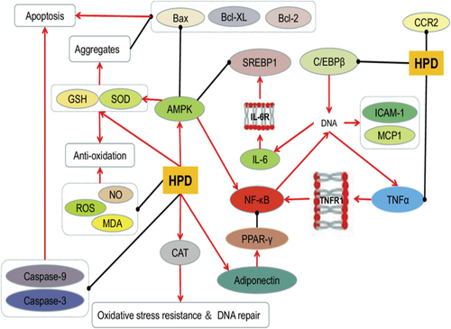 Figure 4. Hesperidin’s impact on oxidation and inflammation. (Source: Xiong et al., Citation2019)