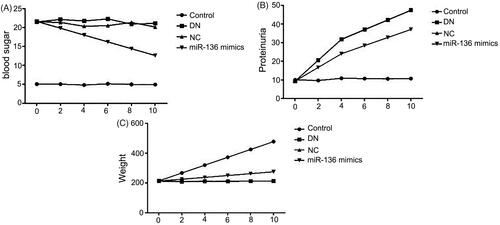 Figure 4. Changes of blood sugar, urinary protein and body weight with time in each group of rats. (A) Blood sugar was detected by hexokinase method. (B) Urinary protein was measured by biuret method. (C) Electronic scale was utilized to measure body weight.