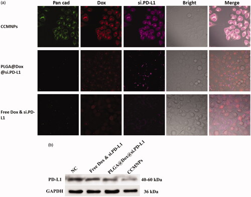 Figure 4. CCMNPs serve as a homotypically targeted delivery vehicle. (a) Confocal fluorescent imaging of Hela cells incubated with CCMNPs, PLGA@Dox@si.PD-L1 or free Dox & si.PD-L1. (b) PD-L1 knockdown was induced after CCMNPs incubation for 48 h.