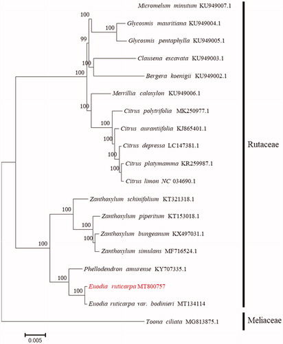 Figure 1. Maximum-likelihood tree based on the complete chloroplast genome sequences of 17 species from the family Rutaceae with Toona ciliata from Meliaceae as outgroup. The bootstrap values were based on 1000 replicates.