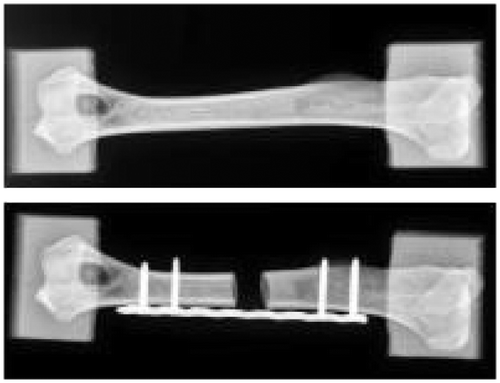 Figure 1 Geometry of intact (up) and repaired (down) canine humerus embedded in resin blocks prior to compression tests
