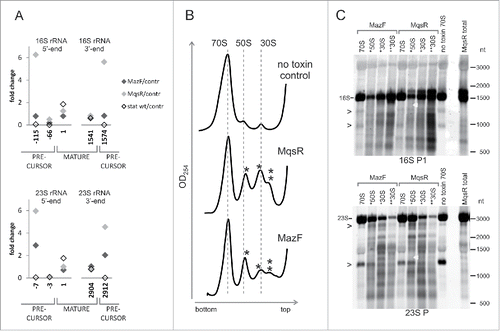 Figure 4. Accumulation of the rRNA precursors and aberrant ribosomal subunits. (A) The ratios of the 5′-end counts and 3′-end counts of the mature- and precursor rRNA ends. Comparison of the PNK+ toxin induction (MazF, MqsR) and wt stationary phase libraries to the no toxin control. (B) Sucrose density gradient centrifugation profiles of the no toxin control and the cultures after 2 hours of induction of either MqsR or MazF. Peaks of irregular subunits (*50S, *30S, and **30S) are marked by asterisks. (C) The irregular ribosomal subunits contain fragmented rRNA. RNA from the sucrose gradient fractions was analyzed by Northern hybridization. RNA (2 µg per lane) was separated on a 1.5% agarose gel, transferred to a membrane, and hybridized with the oligoprobes 16S P1 and 23S P. Total RNA of the MqsR induction culture was used as a control. Bands that occur in all 70S lanes due to the RNA cleavages during ribosome preparation are marked by arrowheads (>).