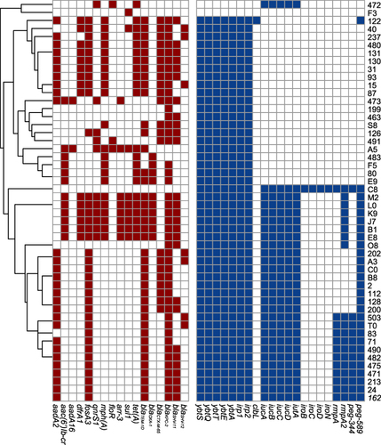 Figure 3 Genomic distribution of the DTR Klebsiella pneumoniae strains. Red: antimicrobial resistance genes. Blue: Virulence genes.