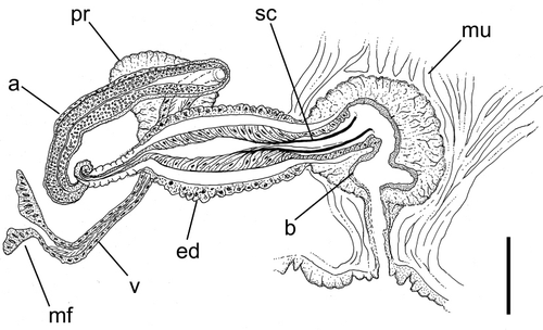 Figure 4 Male genitalia (segment XI) of M. mcmurtrieae, based on the holotype: a, atrium; b, bursa; ed, ejaculatory duct; mf, male funnel; mu, muscle bands covering bursa; pr, prostate gland attached to atrium; sc, sperm canal; v, vas deferens. Scale=50 µm.