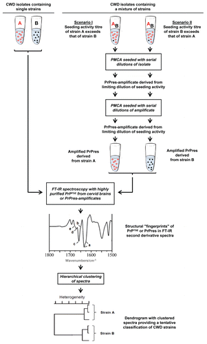 Figure 1 Typing of CWD agents by FT-IR spectroscopy of strain-related misfolded prion protein. Unknown CWD field isolates may contain single or multiple strains of agent. For the typing of CWD agents by FT-IR spectroscopy purified PrPTSE from cervids affected with a single strain only could be directly examined. However, mixtures of distinct CWD agents would need to be separated into single strains prior to FT-IR spectroscopic analysis. Perspectively, this may be achieved by PMCA repeatedly performed with limiting dilutions of CWD seeding activity (limiting dilutions would be identified as the highest dilutions of CWD test samples that still show a detectable seeding activity, i.e., formation of PrPres). If a test sample contained two CWD strains, A and B, and the seeding activity of strain A exceeded that of strain B under specific PMCA conditions, PMCA performed with limiting dilutions should selectively amplify PrPres derived from strain A. Vice versa, PrPres derived from strain B should be selectively amplified if the seeding activity of this strain exceeded that of strain A. Thus, amplification of PrPres from the CWD strain with the relatively highest seeding activity should be achieved by the depicted analytical approach. It has to be noted that the relative seeding activities of different strains in a given CWD isolate (1) do not need to quantitatively correlate with the relative amounts of their respective PrPTSE and (2) may depend on the specific PMCA conditions used for PrPres amplification. Therefore, if aliquots of a CWD isolate were processed under differing PMCA conditions favoring the amplification of PrPres from different strains, this could potentially allow the isolation of PrPres amplificates from two or more CWD strains in the sample. Once highly purified PrPTSE extracts or PrPres amplificates have been prepared, these can be subjected to FT-IR spectroscopy. The obtained spectral information comprised in the amide I absorption band between about 1,600–1,700 wavenumbers/cm should provide a structural fingerprint of β-sheets (low frequency, a), unassigned structure (b), α-helices (c), turns (d) and turns/β-sheets (high frequency, e) of the examined PrPTSE/PrPres as shown in the FT-IR second derivative spectrum of the figure. This spectral information can be used as input data for a hierarchical cluster analysis in order to obtain an objective sample classification in terms of tentative CWD strain assignments.Citation26,Citation34 Abbreviations: A, CWD strain A; B, CWD strain B. Symbols: circles, misfolded prion protein associated with or PMCA-derived from CWD strain A; triangles, misfolded prion protein associated with or PMCA-derived from CWD strain B.