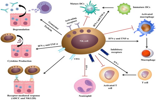 Figure 4. Schematic representation of NK cell-induced antiviral and immuno-regulatory responses.