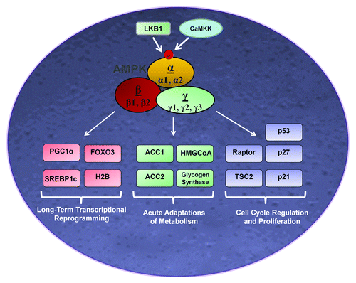 Figure 1. Control of growth and metabolic pathways by AMPK. Phosphorylation and activation of AMPK on α-Thr172 is regulated by the upstream kinases LKB1 and CaMKK. In turn, AMPK directly phosphorylates multiple downstream targets to balance cell growth with energy supply. Substrates that regulate proliferation and metabolism and are well-established to be phosphorylated directly by AMPK are shown. Abbreviations: LKB1, liver-kinase B1; CaMKK, calmodulin-dependent protein kinase kinase; AMPK, AMP-activated protein kinase; TSC2, tuberous sclerosis protein 2; HMGCoA, 3-hydroxy-3-methyl-glutaryl-CoA reductase; ACC1/2, acetyl CoA carboxylase 1/2; FOXO3, forkhead box O3; PGC1α, proliferator-activated receptor gamma coactivator 1-α; SREBP-1c, sterol regulatory element-binding protein-1c; and H2B, histone H2B.