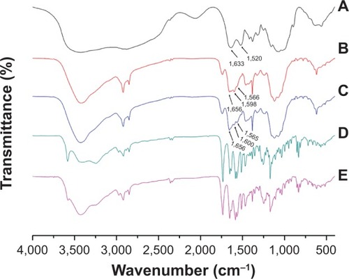 Figure 4 FT-IR spectra of (A) chitosan, (B) CS-(10s)SN38, (C) CS-(20s)SN38, (D) SN38, and (E) mixture of SN38 and chitosan.Abbreviations: CS-(10s)SN38, chitosan-(C10-OH)SN38; CS-(20s)SN38, chitosan-(C20-OH)SN38; FT-IR, Fourier transform infrared; SN38, 7-Ethyl-10-hydroxycamptothecin.