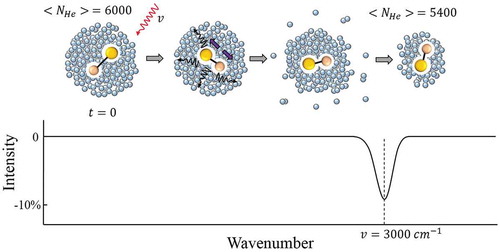 Figure 2. Schematic of infrared depletion spectroscopy. Upon absorption of a photon (ν =3000 cm−1) by the dopant in a droplet with ~6000 He atoms, and following vibrational relaxation, a few hundred helium atoms evaporate resulting in a reduced average size of the droplets (NHe ≈5400) in the beam. This ~10% decrease in NHe is seen as a dip in the mass spectrometer signal measuring He2+ ions.