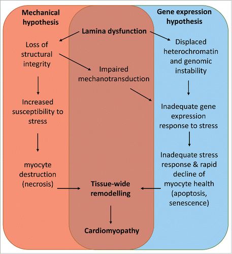 Figure 1. A model unifying the known mechanisms of LMNA cardiomyopathy.