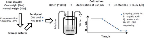 Figure 1. Experimental scheme of the De-stat cultivations. The pooled fecal inoculum was added into fermenter at time 0 h followed by batch phase (ca 10 h) until beginning of exponential growth. Then continuous mode was started and after the stabilization of the fecal culture at D = 0.2 1/h (6–7 residential times), the dilution rate was gradually decreased down to 0.06 1/h (deceleration rate 0.05 1/h per day) followed by re-stabilization for approximately 2 residential times. The same procedure was applied for two substrate combinations (arabinogalactan + mucin, apple pectin + mucin) and for two inocula: the pooled fecal samples of the overweight and normal weight children. Dset indicates the dynamics of the pre-set dilution rate.