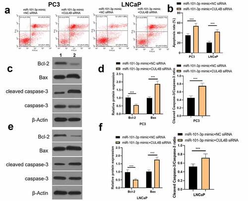 Figure 12. Inhibition of CUL4B further enhances the inhibitory effect of up-regulated miR-101-3p on PCA cell apoptosis. (a–b) We employed Annexin V-FITC/PI dye to display cellular apoptosis situation in LNCaP and PC3 cells. (c–f) Western blotting approaches were adopted to detect proteins related to apoptosis(Cleaved Caspase-3/Caspase-3, Bcl-2 and Bax) expression in LNCaP cells and PC3 cells.Noting:1. the miR-101-3p mimic+NC siRNA groups, 2. the miR-101-3p mimic+CUL4B siRNA groups,***P < 0.001