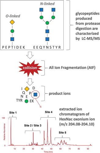 Figure 2. Experimental workflow of the oxonium ion profiling methodology. The spectrum at the bottom of the figure shows the extracted HexNAc oxonium fingerprint; however; other glycan oxonium ions can also be extracted such as that for sialic acid. The blue squares, green circles, and yellow diamonds represent HexNAc, Hex, and sialic acid sugars, respectively.