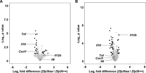 FIG 1 Differentially expressed transcripts in Zfp36aa/aa M-BMMs. M-BMMs were generated from 3 Zfp36+/+ and 3 Zfp36aa/aa mice and treated with 10 ng/ml LPS for 1 h (A) or 4 h (B). RNA was isolated, and transcript abundance was analyzed by using Agilent microarrays and Partek Genomics Suite. Transcripts expressed above an arbitrary threshold of 200 RMA in at least two replicates and demonstrating upregulation by LPS (>2 times; P < 0.05) were selected for display. Data are illustrated in the form of volcano plots, in which transcripts with a >1.5-fold difference in expression levels between Zfp36+/+ and Zfp36aa/aa M-BMMs and a corrected P value of <0.05 are shaded black. Underexpressed transcripts are to the left of the origin. Several transcripts are highlighted.