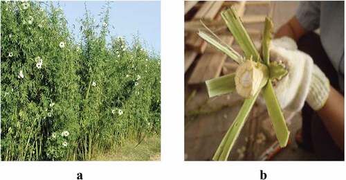 Figure 1. A- Kenaf fiber, b- Kenaf stem.