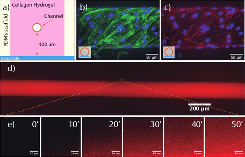 Figure 1. HUVEC-lined microvessel-on-chip. (a) Microchip schema. (b) HUVECs of the wall of the vessel. Stained with phalloidin green (actin) and DAPi (nucleus). (c) V-cadherin in red (adherent junctions). (d) Dextran inside the microvessel lumen. Fluorescence imaging with 70 kDa TRITC-dextran. (e) Time series of dextran diffusion into the hydrogel.