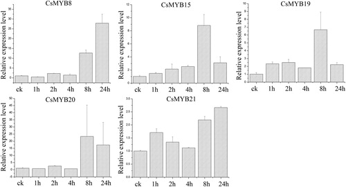 Figure 8. Relative expression level of the five CsMYB genes under salt treatment.