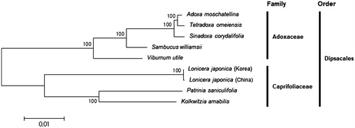Figure 1. Phylogenetic tree of Lonicera and other related species in Dipsacales. The tree was constructed using complete chloroplast genome sequences of the nine species and analysed by the neighbour-joining method with 1000 bootstrap values in MEGA 6.0 (Tamura et al. Citation2013). The numbers in the nodes indicate bootstrap support values. The chloroplast genome sequences used for this tree are: Adoxa moschatellina, NC_034792.1; Kolkwitzia amabili, NC_029874.1; Lonicera japonica (Korea), MH028738; Lonicera japonica (China), NC_026839.1; Patrinia saniculifolia, NC_036835.1; Sambucus williamsii, NC_033878.1; Sinadoxa corydalifolia, NC_032040.1; Tetradoxa omeiensis, NC_034793.1; Viburnum utile, NC_032296.1.