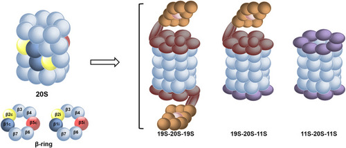 Figure 1 The 20S proteasome is comprised of four assembled rings, and the internal β-ring involves constitutive or immune-catalytic subunits. The 20S proteasome binds with 19S or 11S particle to form different proteasome assemblies.