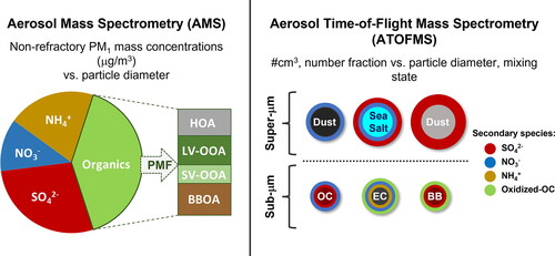 Figure 2. Comparison of data provided by AMS and ATOFMS measurements. AMS provides bulk size-resolved non-refractory species [e.g., organics, sulfate (SO42−), nitrate (NO3−), and ammonium (NH4+)] mass fractions and concentrations for PM1. Chemometric tools (i.e., PMF) has been used to resolve the organic component into different organic aerosol (OA) categories: hydrocarbon-like OA (HOA), low-volatility oxidized OA (LV-OOA), semi-volatile OOA (SV-OOA), and biomass burning OA (BBOA). ATOFMS also reports size-resolved number fractions/concentrations and provides the mixing state of individual particles, allowing to discern the distribution of secondary species on primary particles: schematic examples of primary particles are shown for sub-µm (organic carbon (OC), elemental carbon (EC), biomass burning (BB)) and super-µm (sea salt and dust) particles, including examples of mixing with secondary species, including SO42−, NO3−, NH4+, and oxidized OC. Modified and reproduced with permission from Pratt and Prather.[Citation15] Copyright 2012 John Wiley & Sons, Inc.