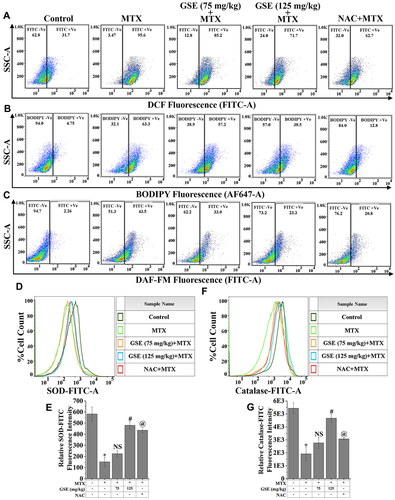 Figure 3 Regulation of MTX-induced oxidative stress by GSE treatment. Representative flow cytometric dot plot and gating hierarchy used to define (A) DCF +Ve cells and DCF -Ve cells, (B) BODIPY +Ve and BODIPY -Ve cells, (C) DAF-FM +Ve and DAF-FM -Ve cell population in isolated hepatic cells. Representative flow cytometric histogram showing (D) SOD, and (F) catalase expression. (E and G) Bar graph showing relative fluorescence intensities of SOD-FITC and Catalase-FITC. Values are represented as mean ± SEM (n=6). p<0.05 was considered as significant. Statistical comparison: *Control vs MTX; #MTX vs MTX+GSE (125 mg/kg); @MTX vs MTX+NAC.