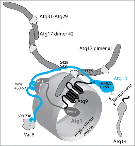 Figure 1. Model for the function of Atg13 in yeast during autophagy induction. Atg13 is depicted interacting with currently known binding partners. The HORMA domain of Atg13 binds the N terminus of Atg9,Citation2 and recruits Atg14, directly or indirectly.Citation1 The IDR of Atg13 contains at least 2 Atg17 binding motifs that are regulated by dephosphorylation upon starvation. Specifically, dephosphorylation of phosphoserines S379 in the 17LR motif (359–389) and S428 and S429 in the 17BR motif (424–436) enhances the interaction between Atg13 and Atg17.Citation11,12 The 17BR and 17LR motifs of Atg13 bind to 2 distinct Atg17 dimers. Binding of the Atg13[17LR] to the Atg17 dimer interface facilitates a pivoting movement of the Atg31-Atg29 subcomplex away from the center of the Atg17 crescent, which activates the Atg17-Atg31-Atg29 trimer and leads to the Atg9-Atg17 interaction.Citation6 Downstream from 17BR, the Atg13 IDR carries the inducible *alpha*-helical MIT-interacting motif/MIM (460–521) that binds the MIT region of Atg1. The affinity of this interaction is also enhanced by dephosphorylation of phosphoserines in the MIT-interacting motif region.Citation12 The C terminus of Atg13 is occupied by Vac8.Citation19 The position of the membrane binding site(s) on Atg13 is unknown.