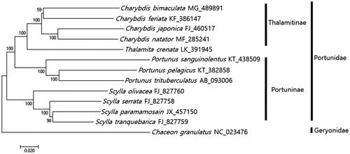 Figure 1. Phylogenetic tree of Charybdis bimaculata with other Portunid crabs. Phlyogenetic tree of Charybdis bimaculata was constructed with mitochondrial genomes of its relative species using MEGA7 software with Minimum Evolution (ME) algorithm with 1000 boothstrap replications. Chaceon granulatus in Geryonidae was adopted as the out group member. GenBank Accession numbers were shown followed by each scientific name.