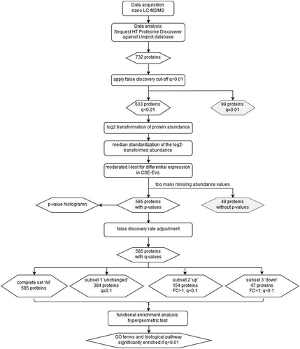 Figure 1. Flow chart of the proteomics data analysis. The chart summarizes the data analysis process starting from the data acquisition and ending at the GO terms and biological pathways that were found to be enriched. Rounded rectangles represent data-handling steps, whereas rhombi represent (intermediate) results. CSE: cigarette smoke extract; EVs: extracellular vesicles; FC: fold-change; GO: gene ontology; LC-MS/MS: liquid chromatography tandem mass spectrometry.
