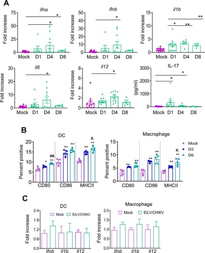 Figure 6. EILV/CHIKV induces potent antiviral cytokine responses and activation of APCs in vivo, but does not induce APCs alone upon in vitro exposure. 4-week-old B6 mice were infected with 1× 108 PFU EILV/CHIKV or PBS (mock). (A) On days 1, 4 and 8 post-vaccination, blood cytokines levels were determined by Q-PCR assay (n = 4–11) or Bioplex assay. Q-PCR results were presented as the fold increase compared to mock- infected. Data are presented as means ± SE and are representative of at least 2 similar experiments. (B) The percentages of CD80+ CD11c+, CD86+CD11c+, or MHCII+CD11c+ for DCs and CD80+ F4/80+, CD86+F4/80+, or MHCII+F4/80+ for macrophages. B6 mice were vaccinated with 108 PFU EILV/CHIKV or PBS (mock). At days 3 (D3) and 6 (D6) post vaccination, splenocytes were stained for cell surface markers, and analyzed by flow cytometry (n = 5). Total splenocytes were gated. (C) Bone marrow- derived DCs and macrophages were treated in vitro with EILV/CHIKV (MOI = 5). Cells were harvested at day 4 to measure cytokine levels by Q-PCR assay (n = 4–10). ** P < 0.01 or *P < 0.05 compared to mock group. #P < 0.01 or ##P < 0.01 compared to day 3.