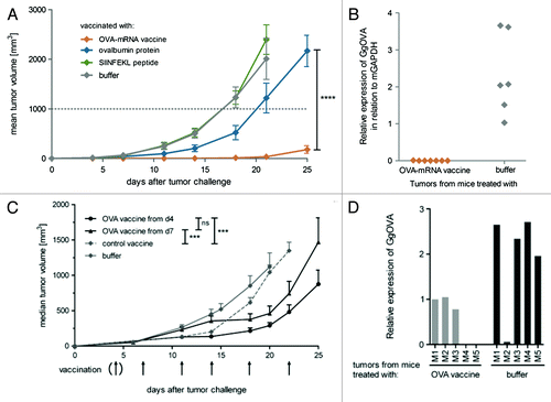 Figure 5. RNActive® vaccines in prophylactic and therapeutic tumor models. (A) C57BL/6 mice were immunized intradermally with an RNActive® vaccine encoding ovalbumin on day 1 and week 3. Six days after the last vaccination, C57BL/6 mice were challenged subcutaneously with 1 × 106 syngeneic E.G7-OVA tumor cells. Tumor growth was monitored by measuring the tumor size in three dimensions using calipers. (B) Outgrown tumors were excised and ovalbumin expression was quantified via RT-PCR relative to murine GAPDH from total RNA isolates. (C) C57BL/6 mice (n = 9) were challenged subcutaneously with 0.3 × 106 syngeneic E.G7- OVA tumor cells on day 0. Tumors were palpable on day 3. Mice were treated according to the schedule specified in the graph with either the RNActive® ovalbumin or with control vaccine (32 µg/vaccination) or with buffer. Therapy was started either on day 4 or on day 7. (D) Mice were treated as indicated in (C), but outgrown tumors were excised to quantify the expression of ovalbumin via RT-PCR. Figure adapted with permission from refs. Citation11 and Citation24.