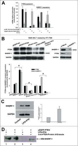 Figure 3. Association of PTEN with NHERF-1. (A, B) mRNA expression of NHERF-1 and PTEN in TSN-exposed RAWs with different treatment was detected by Q-PCR and WB was performed to detect the protein expression of NHERF-1 and PTEN. (C) TSN-exposed RAWs were stimulated with IFNγ and LPS or left in media for 16 h, lysed, and analyzed by western blot and then quantificated the increase expression of NHERF-1. (D) IP: IB was performed to determine the possible intracellular association between PTEN and NHERF-1. Lane1: NHERF-1 lysate; Lane2: NHERF-1 and PTEN lysate; Lane3: IP PTEN, IB NHERF-1 in NHERF-1 lysate; Lane4: IP PTEN, IB NHERF-1 in NHERF-1 and PTEN lysate. Q-PCR and immunoblotting data was representative of 3 separate experiments, #P < 0.05.