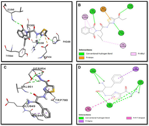 Figure 6 Post docking analysis visualized by Discovery Studio Visualizer in both 2D and 3D poses in the protein structures of p110a isoform of PI3K. Interaction between S3c and p110a isoform of PI3K (A and B), S5b and p110a isoform of PI3K (C and D). 3D poses (A and C) and 2D (B and D).