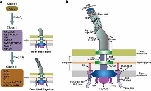 Figure 2. Flagellar genes and structure of EHEC O157:H7. (a) The genetically defined hierarchy of flagellar genes. More than 50 flagellar genes are arranged in a regulatory cascade of three classes (Class I, II, and III). The Class I gene flhDC encodes the master regulator of Class II genes. Class II genes are responsible for the synthesis of hook-basal body and two competing regulatory proteins (FlgM and FliA) of Class III genes, and Class III genes are involved in the synthesis of complete flagellum and chemotaxis system. (b) Schematic showing the major components of the flagella (basal body, hook, and filament) and the location of the flagellar gene products.