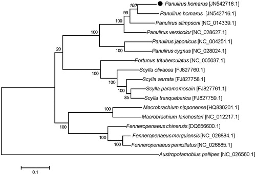 Figure 1. A maximum-likelihood tree constructed under the GTR model using the complete sequences of mitogenomes with Austropotamobius pallipes (GenBank accession number NC_026560.1) as an outgroup. The dot indicated the species in this study. Bootstrap support was shown at nodes.