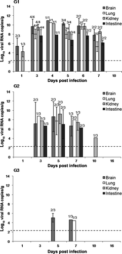 Figure 4.  Viral RNA detected by RT-qPCR expressed as log10 viral RNA copies per gram of tissue in samples of the brain, lung, intestine, and kidney collected from day 1 to day 10 in G1 (4a) birds and from day 1 to day 16 in group G2 (4b) and G3 (4c). Rates above the bars indicate the relation between positive birds and the total of birds examined. Limit of detection indicated by the dashed line (2.28 log10 viral RNA copies/g tissue).