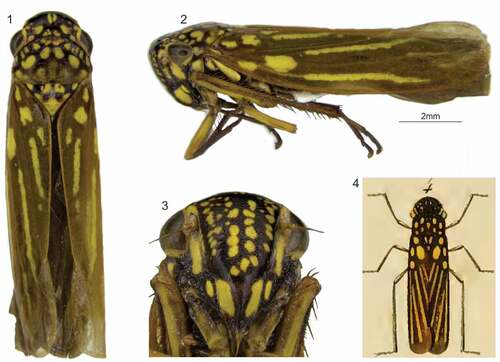 Figure 1–4. Macugonalia semiguttata (Signoret, 1853). 1–3, body, in dorsal and lateral view, and face, anterior view (male). 4, original illustration provided by Signoret (1853, pl. 12, Figure 4) showing diagnostic color features of the species.
