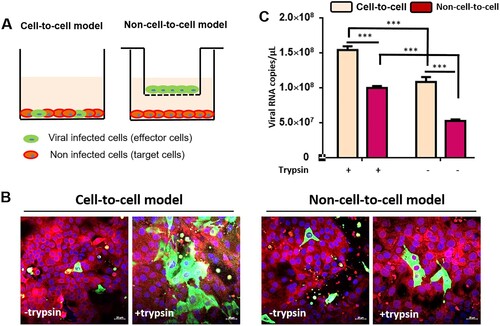 Figure 7. PDCoV infection spread is more efficient in a cell-to-cell manner. (A) Experimental design: PDCoV pre-infected LLC-PK cells were set as effector cells, whereas cell tracker pre-labelled non-infected LLC-PK cells were set as target cells. At 24 h post-infection, the effector cells (0.3 × 105 cells) were collected and added to the target cells (1.0 × 105 cells) directly (contact cell model). Or the effector cells were seeded on trans-well filters and incubated with target cells as same cell number as mentioned above (uncontact cell model). In both infection models, medium supplemented (or not) with 5 μg/ml trypsin was added. (B) After 48 h of interaction between effector cells and target cells, the expression of viral N protein in target cells were detected by immunofluorescence assay. The cell nuclei were labelled by DAPI; scale bar = 20 μm. (C) PDCoV RNA copies were quantified by qPCR in cells; error bars represent the SEM. *** stands for p < 0.001; experiments were repeated at least three times.