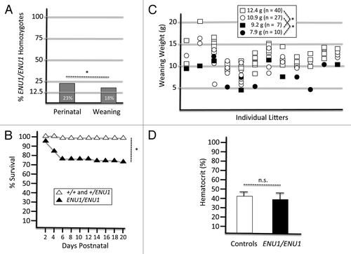 Figure 1. The Brg1ENU1/ENU1 phenotype. (A) Percentage of ENU1/ENU1 homozygotes at the perinatal stage and weaning arising from intercrosses. Data are based on 195 progeny from 24 litters of intercrosses. Compared with the expected Mendelian ratio of 25%, the results are not statistically significant (n.s.) at perinatal stage but significant (*P < 0.05) at weaning. (B) Kaplan–Meier survival curve of controls (+/+ and +/ENU1) and mutants (ENU1/ENU1). Data are based on the same 195 progeny as presented in panel A. *P < 0.05. (C) Body weights of progeny from intercrosses at weaning. Data are based on 84 weanlings from 12 litters. Squares, males; Circles, females; White, controls (+/+ or ENU1/+); Black, mutants (ENU1/ENU1). Mean weights for each class are indicated at the top with significant differences noted (*P < 0.05). (D) Hematocrits of control and mutant progeny at weaning. Data are from 5 biological replicates of each class and are presented as mean ± SE. Differences are not statistically significant (n.s.).