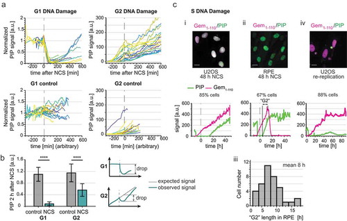 Figure 5. PIP-FUCCI dynamics after DNA damage. a) PIP-mVenus dynamics in control U2OS cells and cells treated with neocarzinostatin (NCS) (200 ng/ml). Upper graphs show PIP-mVenus traces from cells treated with NCS in G1 (left, n = 19) or G2 (right, n = 18). Lower graphs are traces from control cells in G1 (left, n = 18) or G2 (right, n = 22) phases. The traces end when cells enter S phase or mitosis respectively; x axis is experiment time in minutes, time of NCS addition is 0 (arbitrary time point was selected for control cells). b) Quantification of PIP-mVenus decline 120 minutes after NCS treatment in U2OS cells in G1 and G2 phases. (Left) Bars are the ratios of detected versus expected PIP-mVenus levels assuming steady signal in G1 phase and linear increase in G2 phase. (Right) Cartoon showing the principle of this analysis. As a control traces from untreated U2OS cells were analyzed with a randomly selected point of mock treatment (for further details see Materials and Methods). Bar graphs show mean ± standard deviation, Wilcoxon rank sum test, p < 0.0001 (G1 control n = 122, G1 NCS n = 19, G2 control n = 121, G2 NCS n = 14). c) Example micrographs and single cell quantification of PIP-FUCCI reporters in U2OS (i, n = 48) and RPE-hTert (ii, n = 59) cells 48 hrs after treatment with NCS. Dashed line indicates time of NCS addition x axis is time in hours. (iii) histogram from NCS-treated RPE-hTert cells as in ii plotting hours between the end of S phase defined by PIP accumulation and the start of degradation of mCherry-Gem1-110 in the absence of cell division (i.e. “mitosis skipping”) (iv) U2OS cells induced to re-replicate by overproducing full-length CDK-resistant Cdt1 (n = 32).