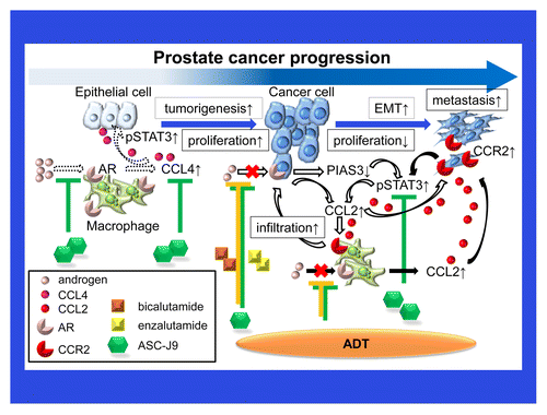 Figure 1. Chemokines mediate a vicious cycle between prostate cancer cells and macrophages that drives disease progression. Tumor-infiltrating macrophages and inflammatory cytokines such as chemokine (C-C motif) ligand 4 (CCL4) play a key role in prostatic tumorigenesis via an androgen receptor (AR)-, and signal transducer and activation of transcription 3 (STAT3)-dependent signaling axis (dashed arrows). As bicalutamide or enzalutamide reduce the AR-mediated expression of protein inhibitor of activated STAT, 3 (PIAS3), and stimulate the chemokine (C-C motif) ligand 4 (CCL4)- and STAT3-dependent signaling pathway, they promote the migration of macrophages toward prostate cancer cells, thus enhancing the invasiveness of the latter (white arrows). Suppressing the function of the AR in macrophages simultaneously triggers undesirable inflammatory signals that prompt macrophage infiltration and stimulate prostate cancer progression through the activation of a CCL2/CCR2/STAT3 signaling axis (black arrows).