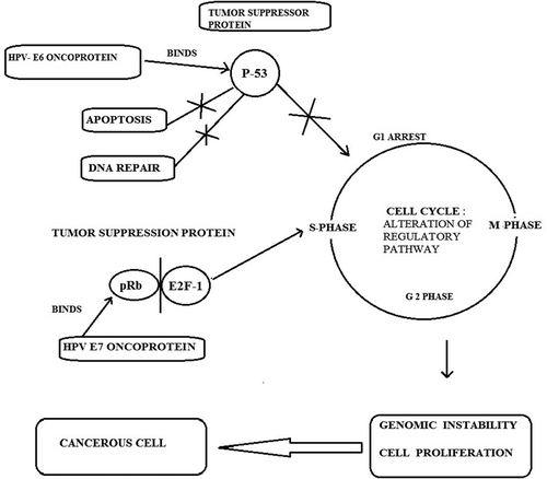 Figure 3. Schematic representation of the molecular mechanisms of oncogenic HPV infection, binding of E6 and E7 oncoprotien to the p53 and pRb genes, and blocking of apoptosis; G1 arrest which leads to genomic instability and neoplasia.
