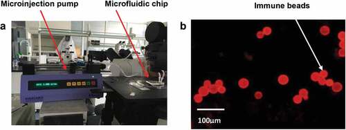 Figure 3. (a) When the injection flow rate was 5 μL · min−1, the bacteria on the surface of microspheres in the experimental group were clearly visible. (b) According to the fluorescence intensity observed by the fluorescence microscope, the time of completely capture was 4 min after reaction