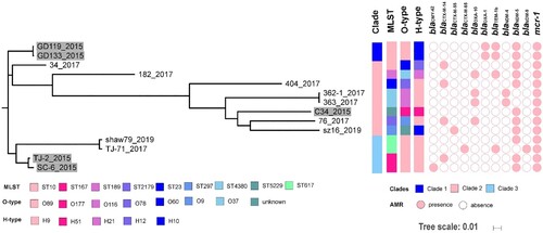 Figure 2. Mid-point rooted phylogeny of mcr-1-bearing E. coli strains. (A) Strains isolated before 1 December 2017 were labelled with grey backgrounds. MLST, O and H serotypes, the presence of antimicrobial resistance genes (AMR) encoding ESBLs, carbapenemases, and MCR-1 were plotted. Year of isolation for each strain was denoted after the dash line.