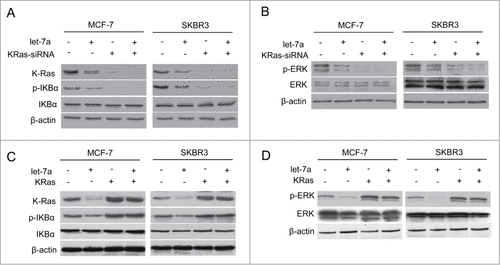Figure 4. Let-7a regulates NF-κB and MAPK/ERK pathway in a KRas-dependent manner in breast cancer cells (A and B) The protein expression levels were determined in MCF-7 and SKBR3 cells transfected lenti- let-7a and/or KRas-siRNA by western blot. (C and D) The protein expression levels were determined in MCF-7 and SKBR3 cells transfected lenti- let-7a and/or KRas by western blot.