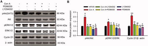 Figure 6. Effect of PI3K and MEK on Con A-induced cell proliferation-related molecular signal pathway. Images (A) and relative values (B) of western blots of pAkt (Ser473), Akt, pERK1/2, ERK1/2, cyclin D1 in cells treated with Con A (3 μg/mL) or Con A (3 μg/mL) plus with LY294002 (10 μM) or PD98059 (10 μM) (n = 5, *p <0.05, **p <0.01 vs. vehicle; #p <0.05, ##p <0.01 vs. Con A).