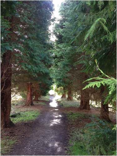 Figure 2. The light at the end of the pine-wood tunnel.