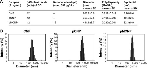 Figure 3 The hydrodynamic diameter of chitosan nanoparticles was measured in each step of conjugation and loading.Notes: CNPs had a diameter of 288.7 nm and polydispersity index of 0.2. The zeta-potential of CNPs was 9.7 mV. After conjugation to the bladder cancer-targeting peptide, CSNRDARRC (pCNPs), the diameter of pCNPs increased to 359.7 nm while the polydispersity and zeta-potential were similar. When we loaded the particles with nanocubes, the diameter increased to 481.8 nm (pMCNPs). The polydispersity index was similar, but the zeta-potential increased by more than three times (A). The size distribution of each chitosan particle was measured by DLS (B).Abbreviations: CNPs, chitosan nanoparticles; NCs, nanocubes; pCNPs, peptide-conjugated chitosan nanoparticles; pMCNPs, pCNPs loaded with 22 nm iron oxide NCs; SD, standard deviation.